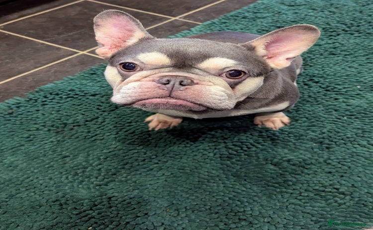 French Bulldog dogs - Advert 1