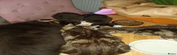 Mixed Breed cats for sale: Mum is siamese cross Bengal  - Advert 4