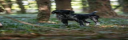 German Shorthaired Pointer dogs for stud: KC registered GSP For Stud - Advert 17