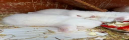 Lionhead rabbits for sale: English lion head  pure breed - Advert 4