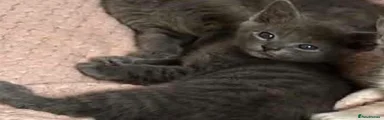 Maine Coon 4