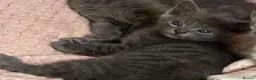 Maine Coon cats for sale: Maine on kittens in Middlewich - Advert 2