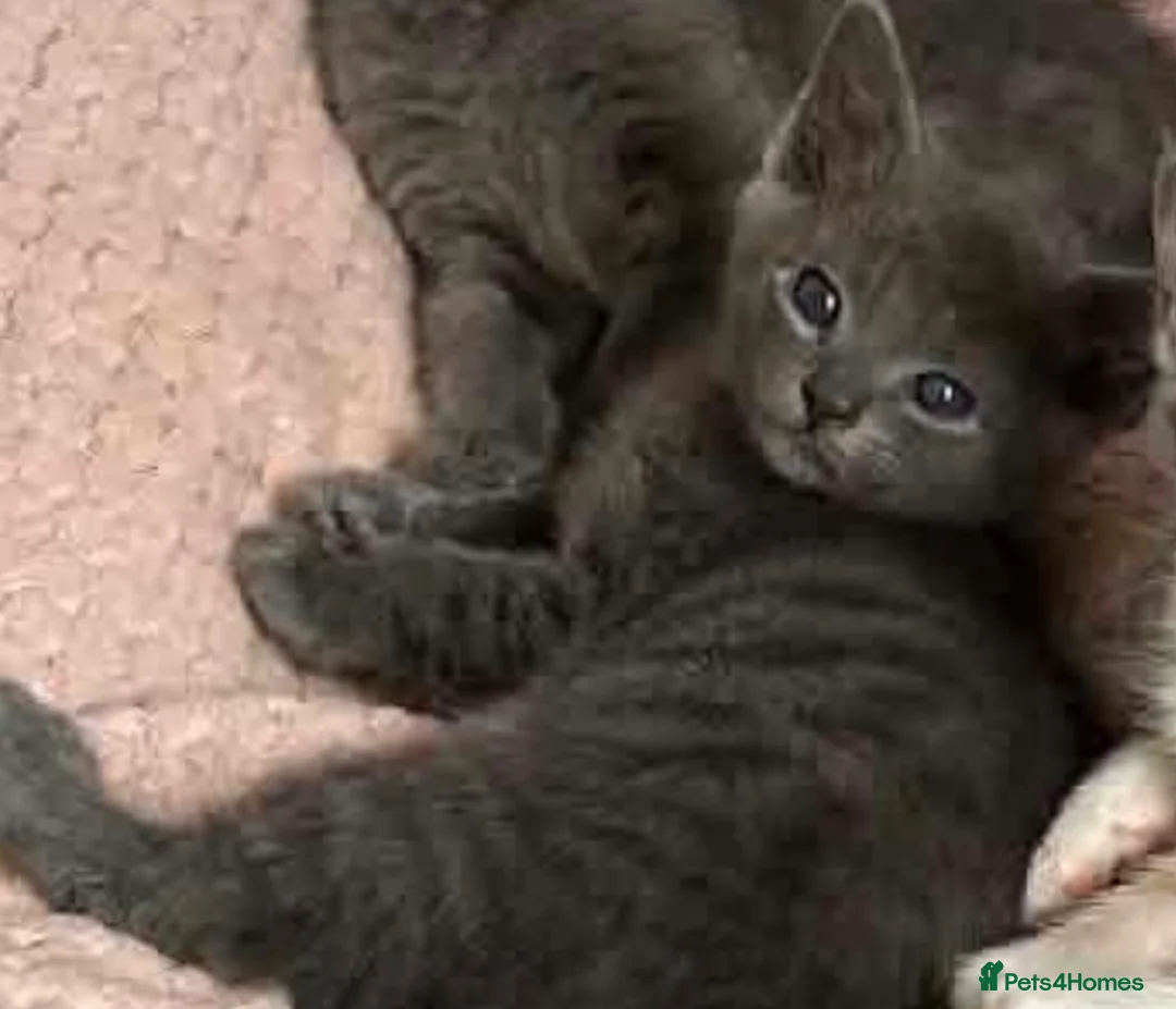 Maine Coon cats for sale: Maine on kittens in Middlewich - Advert 2