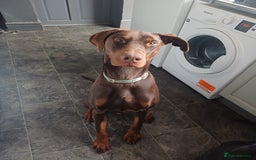 Dobermann dogs for sale: Male Dobermann for Sale - Image 1