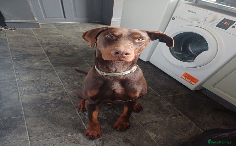 Dobermann dogs - Advert 1