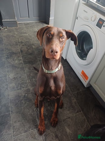 Dobermann dogs - Advert 1