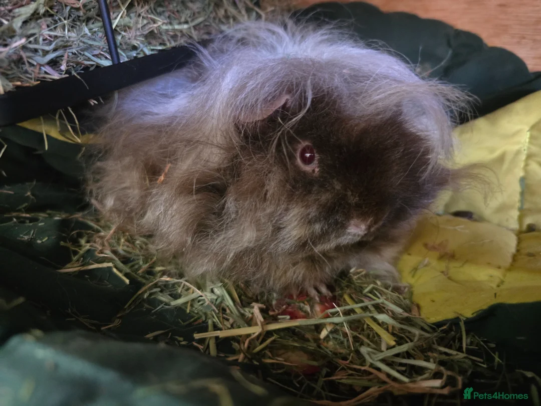 Guinea Pig rodents for sale: 2 Female Guinea Pigs - Advert 2