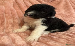 Sheepadoodle dogs for sale: Lovely Litter of F1 Sheepadoodles 5⭐️ license  - Image 21