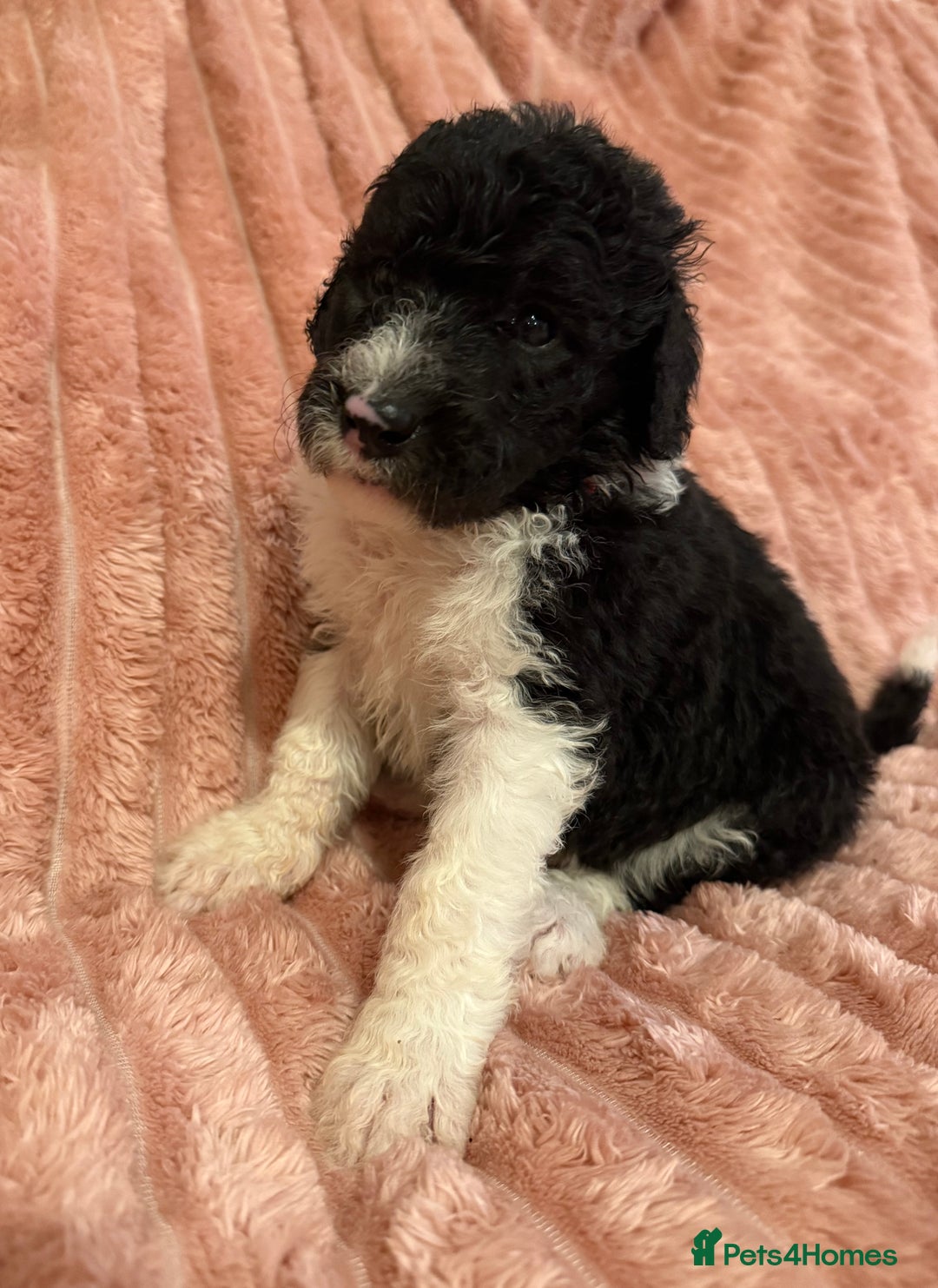 Sheepadoodle dogs for sale: Lovely Litter of F1 Sheepadoodles 5⭐️ license  - Image 21