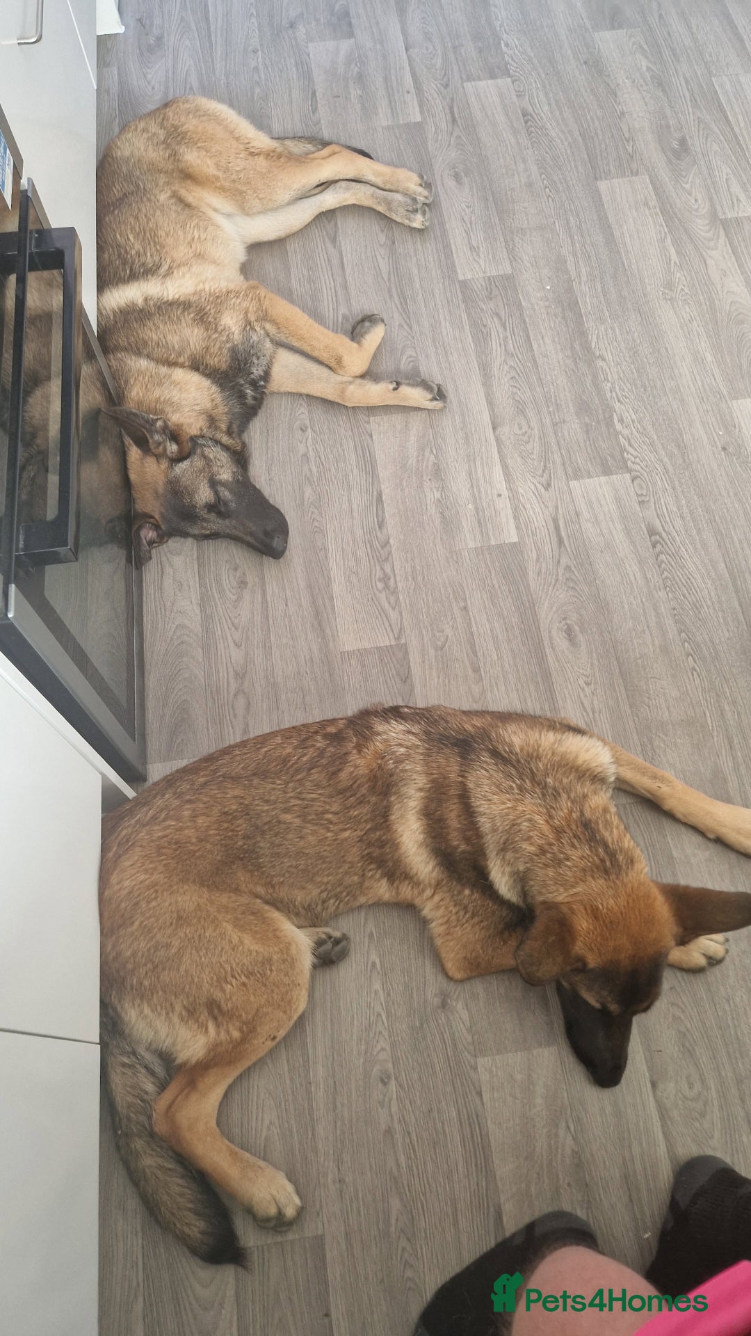 Belgian Shepherd Dog dogs for sale: Sisters  - Advert 3
