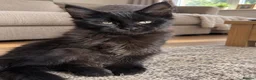 Maine Coon cats for sale: Baby Black Smoke TICA Maine Coon Kittens - Advert 2