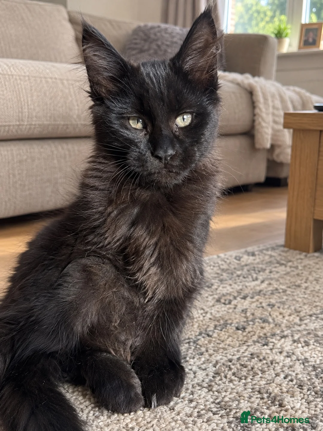 Maine Coon cats for sale: Baby Black Smoke TICA Maine Coon Kittens - Advert 2