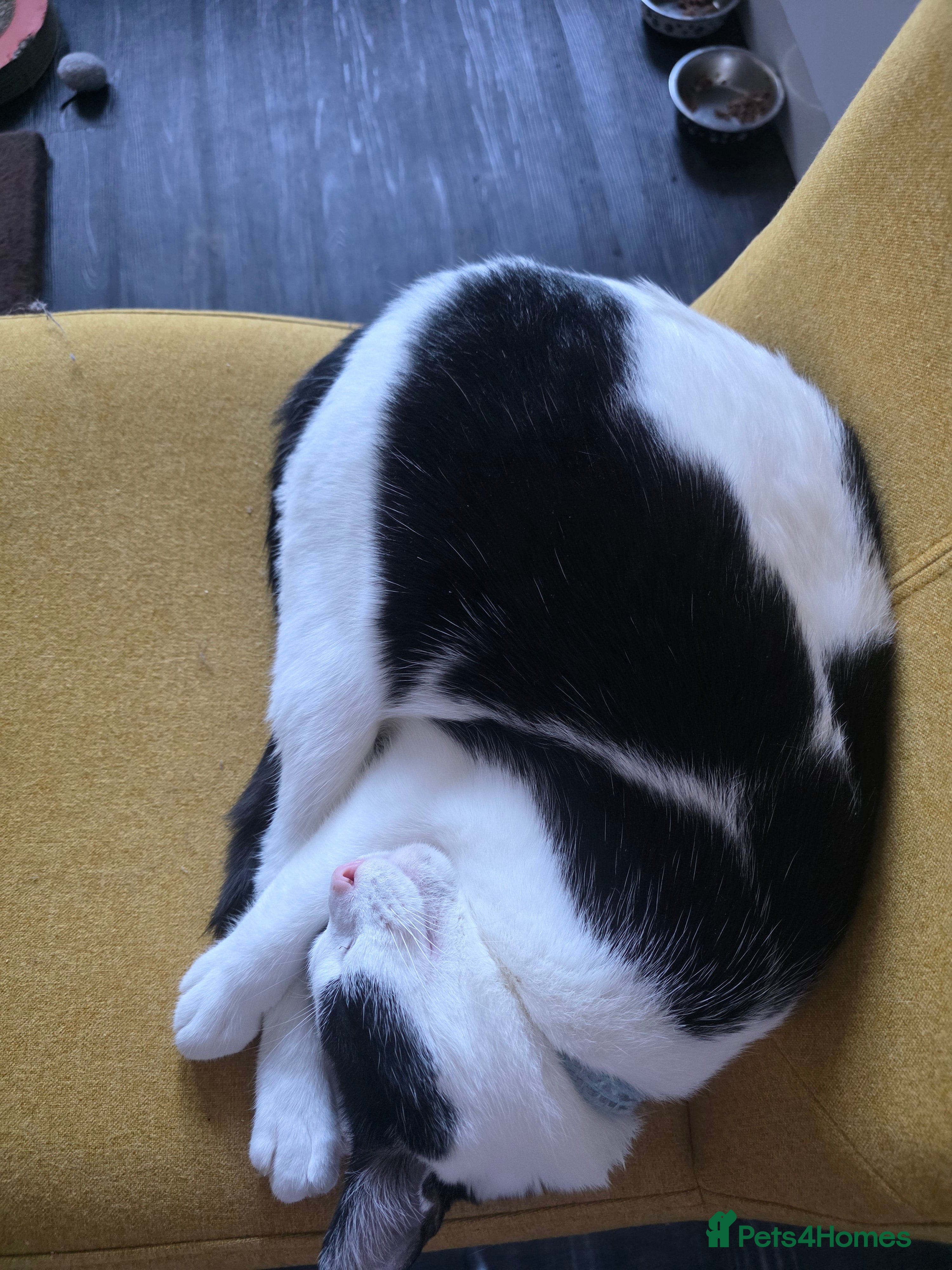 Mixed Breed cats Smudge looking for family home  - Advert 1