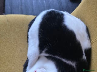 Mixed Breed cats Smudge looking for family home - Advert 12