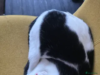 Mixed Breed cats Smudge looking for family home - Advert 15