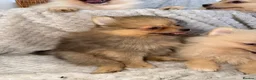 Pomeranian dogs for sale: Pomeranian Puppies  - Advert 10