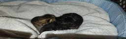 Bengal cats for sale: SnowBengal cross kittens  - Advert 5