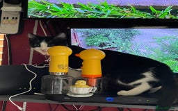 British Longhair cats for sale: Tuxedo Domestic Shorthair & Blue longhair - Image 10