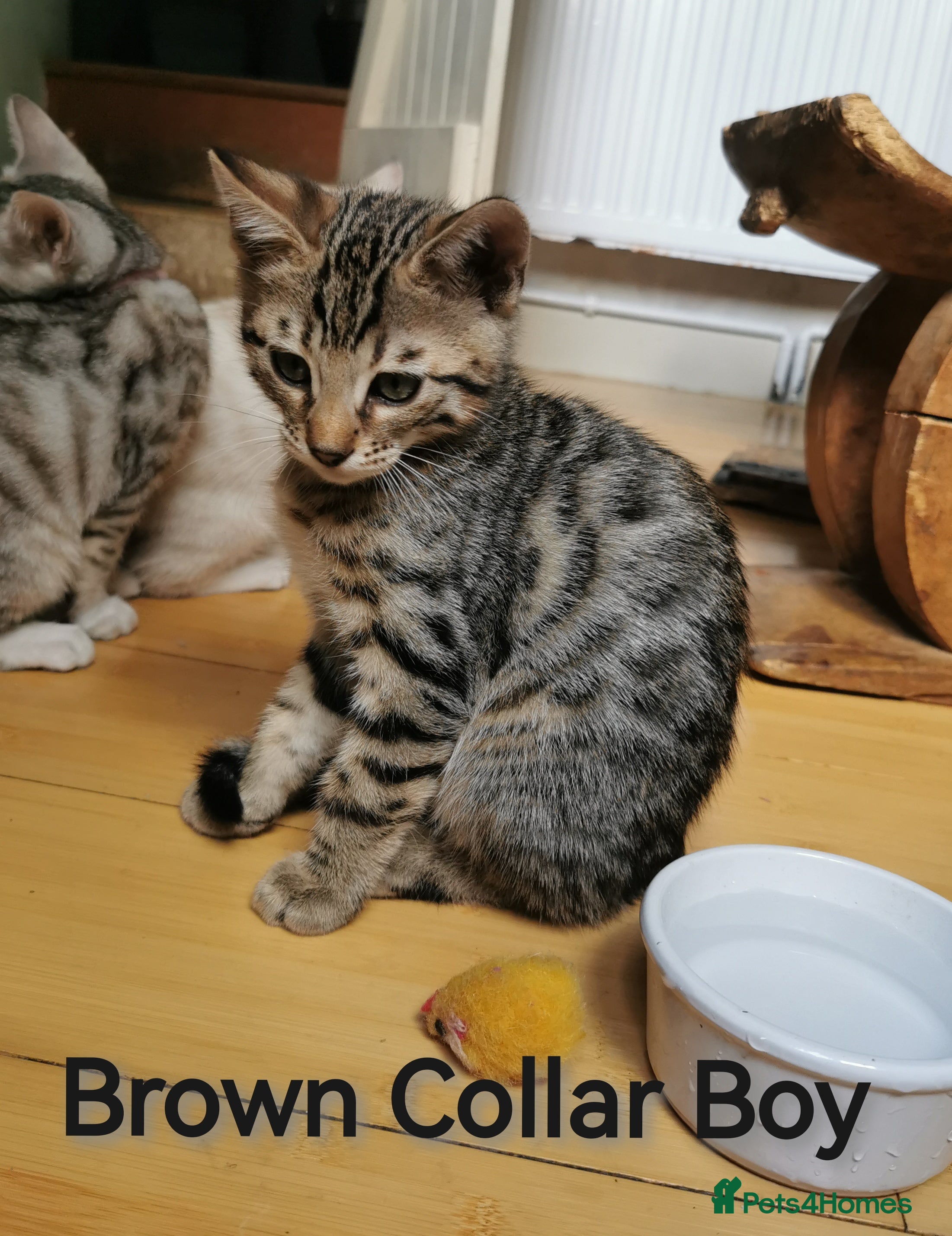Bengal cats  Silver, Snow & brown Spotted Bengal Kittens - Advert 2