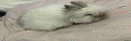 Lionhead rabbits for sale: Darling Lionhead wanting home to call her own  - Advert 1