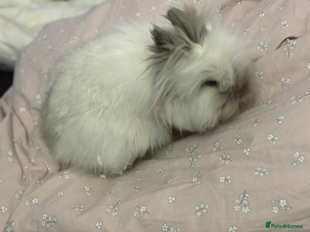 Lionhead rabbits for sale: Darling Lionhead wanting home to call her own  - Advert 1