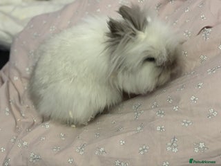 Lionhead rabbits Darling Lionhead wanting home to call her own - Advert 2