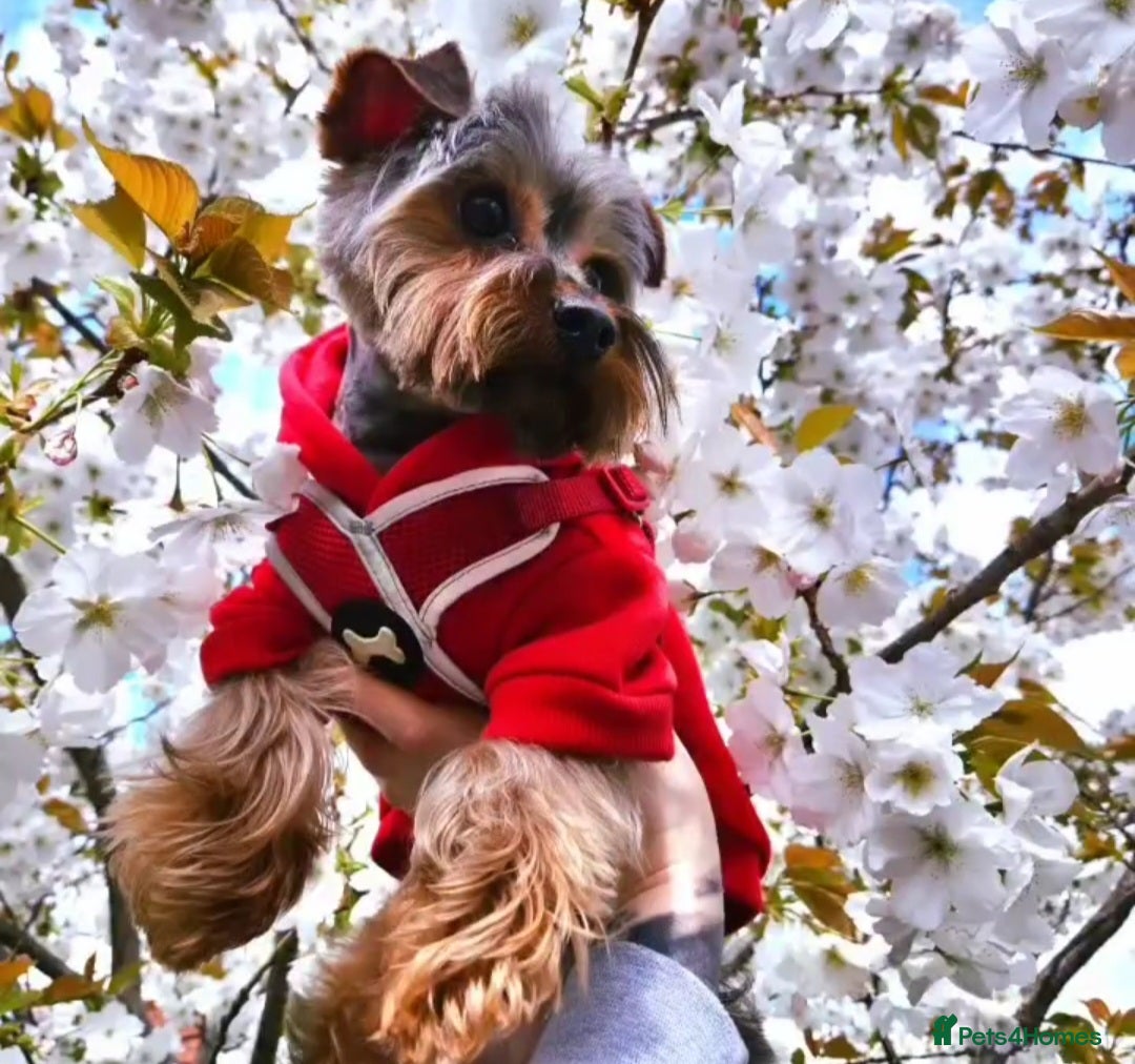 Yorkshire Terrier dogs for sale: Yorkshire Terrier free to a loving home - Image 2