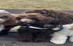 Cockapoo dogs for stud: Cockapoo for stud F2 chocolate proven  - Image 1