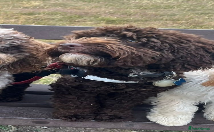 Cockapoo dogs - Advert 3