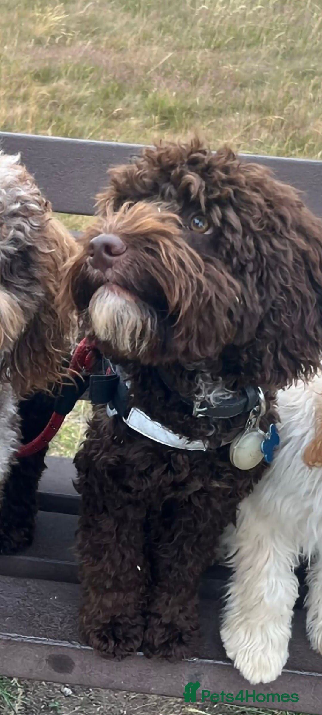 Cockapoo dogs for stud: Cockapoo for stud F2 chocolate proven  - Image 1