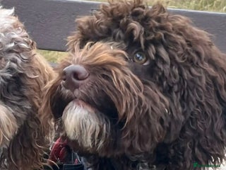 Cockapoo dogs for stud - Advert 1