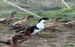 Mixed Breed poultry for sale: Selection of Poultry Available (See description) - Image 6