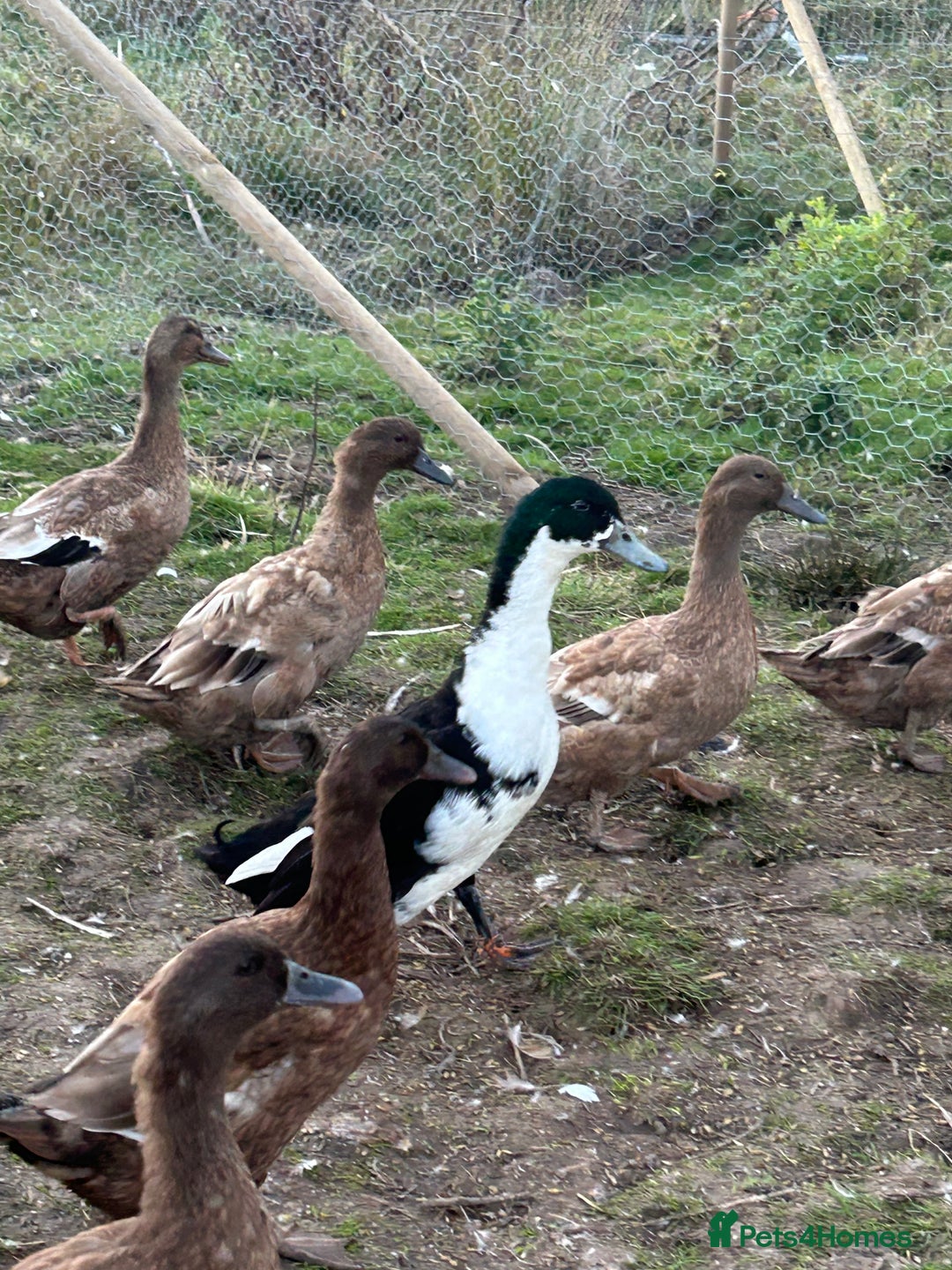 Mixed Breed poultry for sale: Selection of Poultry Available (See description) - Image 6