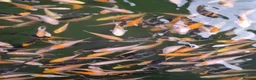 Koi Carp fish for sale: Koi fry 1-3 inch  in Willenhall - Advert 7