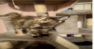 Maine Coon cats - Advert 5