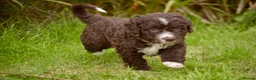 Spanish Water Dog dogs for sale: KC Spanish Water Dog Pups-Coastal Raised with ENS  - Advert 7