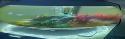 Platies fish for sale: Platy fish, bi orb tank and full set up - Advert 1