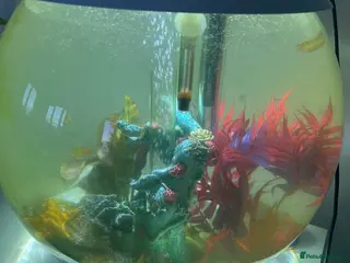 Platies fish Platy fish, bi orb tank and full set up - Advert 1