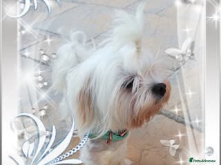 Maltese dogs Proven Maltese Stud Polish Import - Advert 2