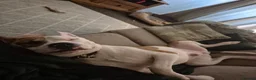 Mixed Breed dogs for sale: Bruce - Advert 2