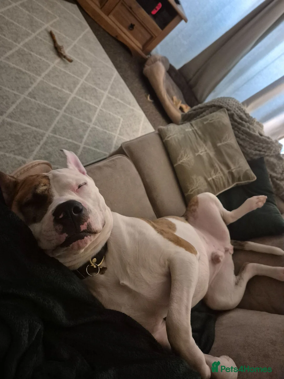 Mixed Breed dogs for sale: Bruce - Advert 2