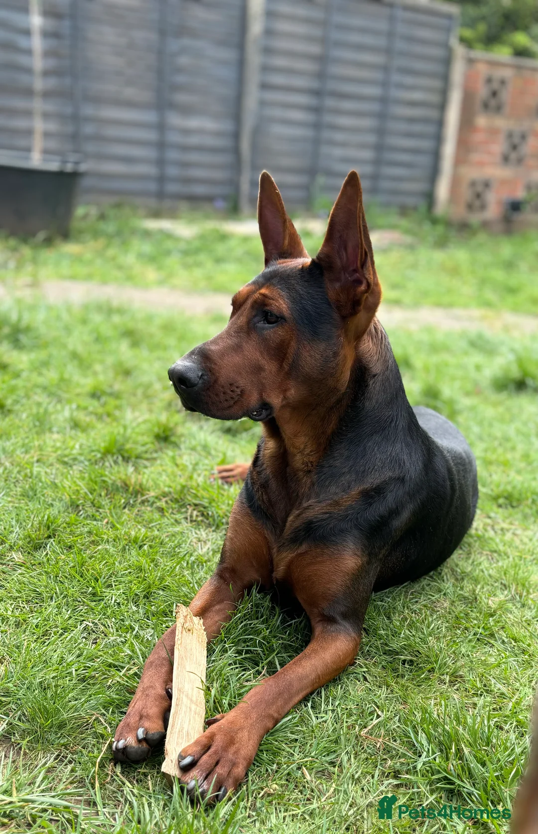 Chinese Red Dog dogs for sale: Rehome two Chinese Red Dogs Together - Advert 3