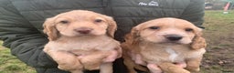 Sprocker dogs for sale: Stunning Sprocker pups - Advert 2