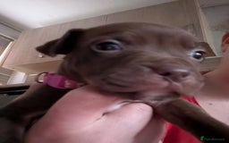 Mixed Breed dogs for sale: Beautiful American bulldog x staffie puppies  - Image 20