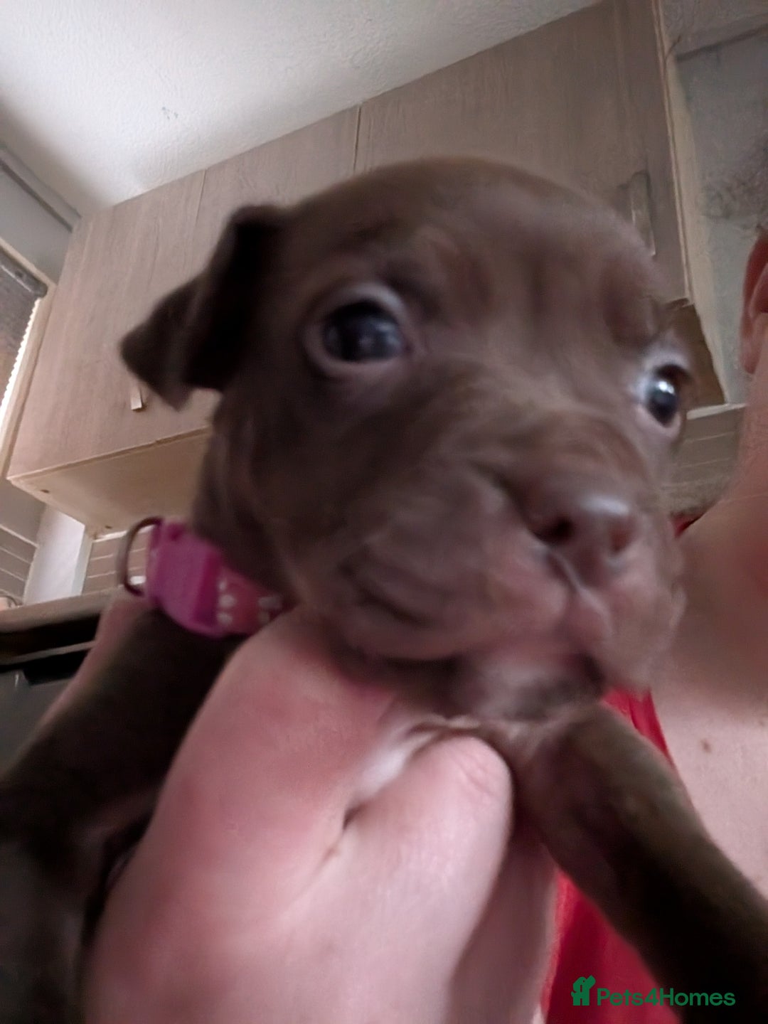 Mixed Breed dogs for sale: Beautiful American bulldog x staffie puppies  - Image 20