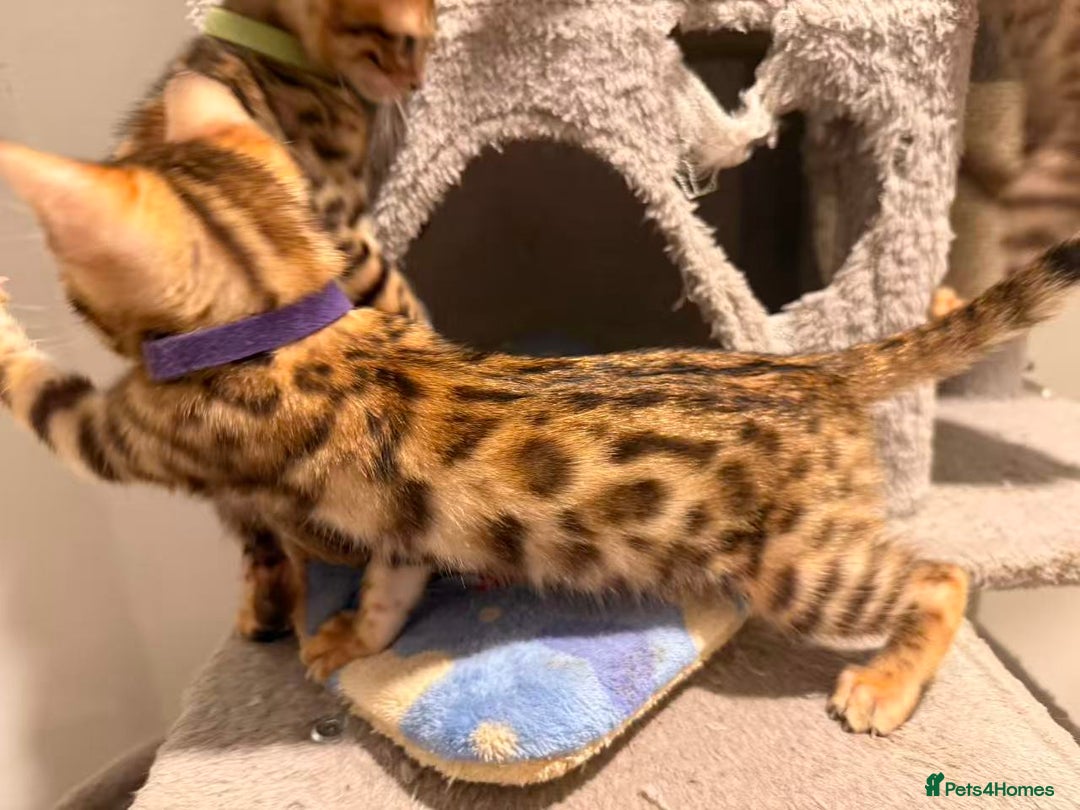 Bengal cats for sale: Exquisite TICA Registered gold&snow BengalKittens  - Image 10