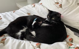 British Shorthair cats for sale: Juno and Minnie - Image 5