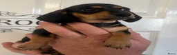 Miniature Dachshund dogs for sale: KC Registered miniature dachshunds  - Advert 9