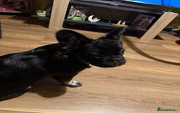 French Bulldog dogs for sale: Fluffy frenchie luna  - Image 2