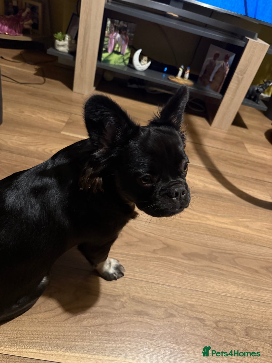 French Bulldog dogs for sale: Fluffy frenchie luna  - Image 2